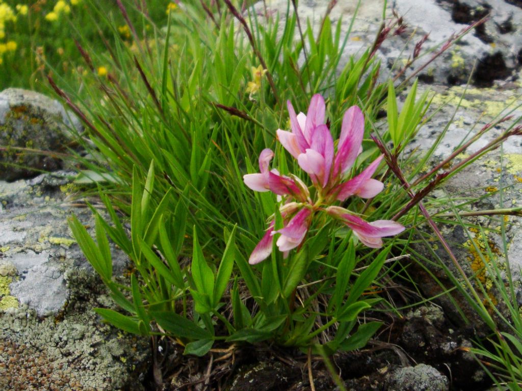 Trifolium alpinum / Trifoglio alpino